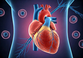 How Do Stem Cells Contribute to Cardiovascular Health? - Cellregen UK